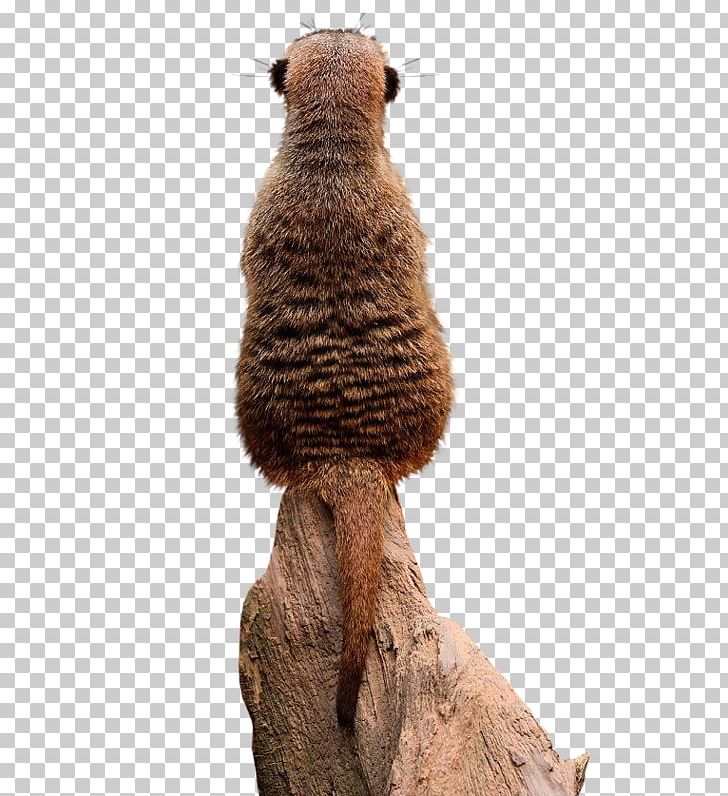 Meerkat Rodent Tswalu Kalahari Reserve Animal Monarto Zoo PNG, Clipart, Animal, Burrow, Dentistry, Fur, Hayvan Free PNG Download