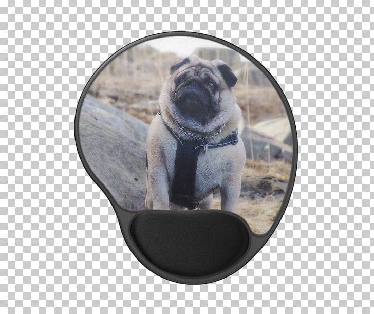 Pug Dog Breed Samsung Galaxy S5 Toy Dog Snout PNG, Clipart, Breed, Carnivoran, Christmas, Dog, Dog Breed Free PNG Download