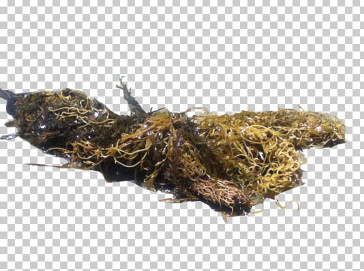 Seaweed Macrocystis Pyrifera A PNG, Clipart, Animation, Apng, Information, Kelp, Macrocystis Pyrifera Free PNG Download