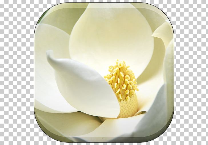 Southern Magnolia Seed Magnolia Family Flower Follicle PNG, Clipart, Commodity, Dairy Product, Dishware, Evergreen, Flavor Free PNG Download