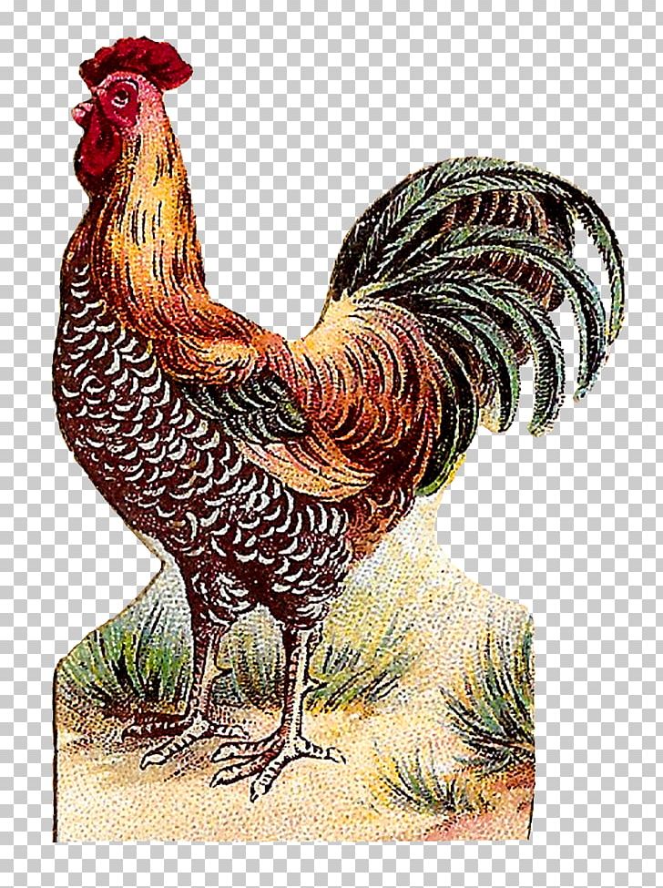 Rooster Art Forms In Nature Dominique Chicken Painting PNG, Clipart, Art, Art Forms In Nature, Beak, Bird, Chicken Free PNG Download
