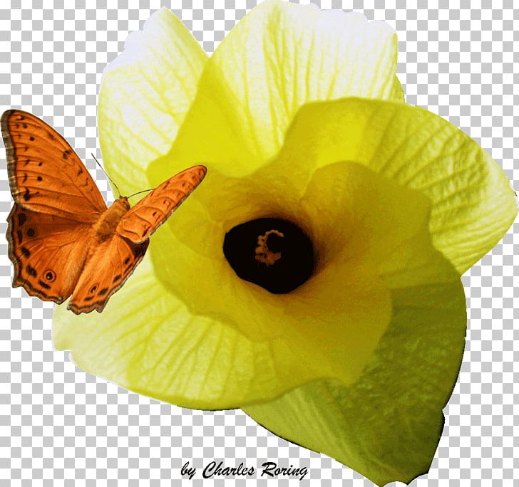 Butterfly Free-diving Snorkeling Insect Pollinator PNG, Clipart, Butterfly, Color, Coral Reef, Flower, Flowering Plant Free PNG Download