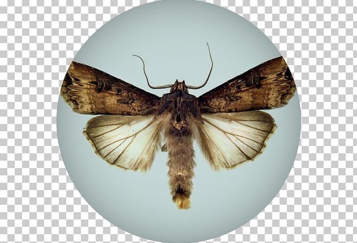 Butterfly Insect Moth Dark Sword-grass Cutworm PNG, Clipart, Arthropod, Brush Footed Butterfly, Butterflies And Moths, Butterfly, Cutworm Free PNG Download