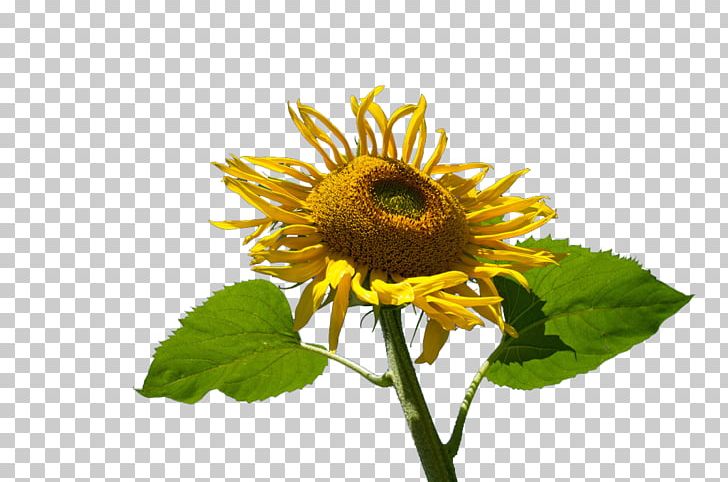 Common Sunflower Muko Yellow PNG, Clipart, Common Sunflower, Daisy Family, Designer, Flower, Flower Bouquet Free PNG Download