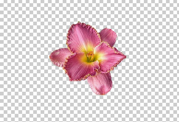 Petal Cut Flowers Lilium Flower Bouquet PNG, Clipart, Bud, Cut Flowers, Daylily, Floral Design, Floristry Free PNG Download