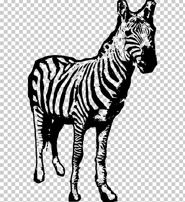 Zebra Photography PNG, Clipart, Animal, Animals, Big Cats, Black And White, Carnivoran Free PNG Download