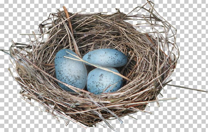 Bird Eggs Bird Nest PNG, Clipart, Android, Animals, Bird, Bird Eggs, Bird Nest Free PNG Download