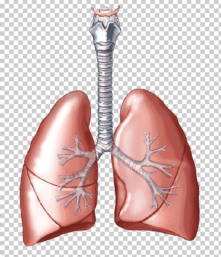 Lung Carbon Dioxide Breathing Respiratory System Human Body PNG