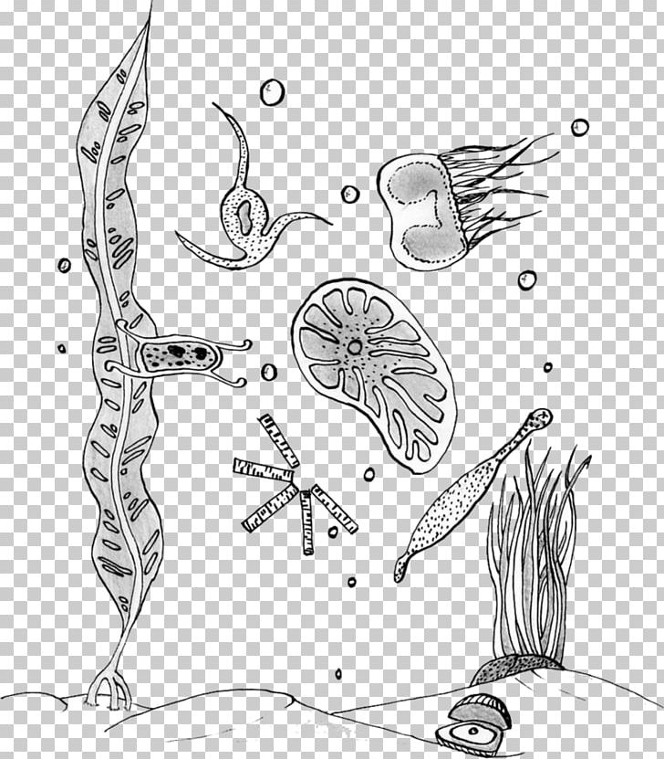 phytoplankton drawing