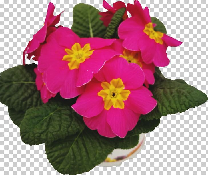 Primrose Bedding Pink Blue White PNG, Clipart, Annual Plant, Azalea, Basil, Bedding, Bild Free PNG Download