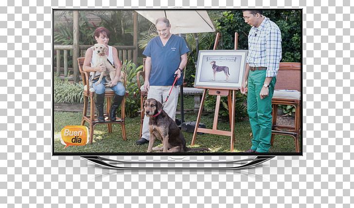 Dog Territorio De Zaguates Television Breed Fundacion Razas Unicas PNG, Clipart, Advertising, Animals, Behance, Breed, Display Advertising Free PNG Download