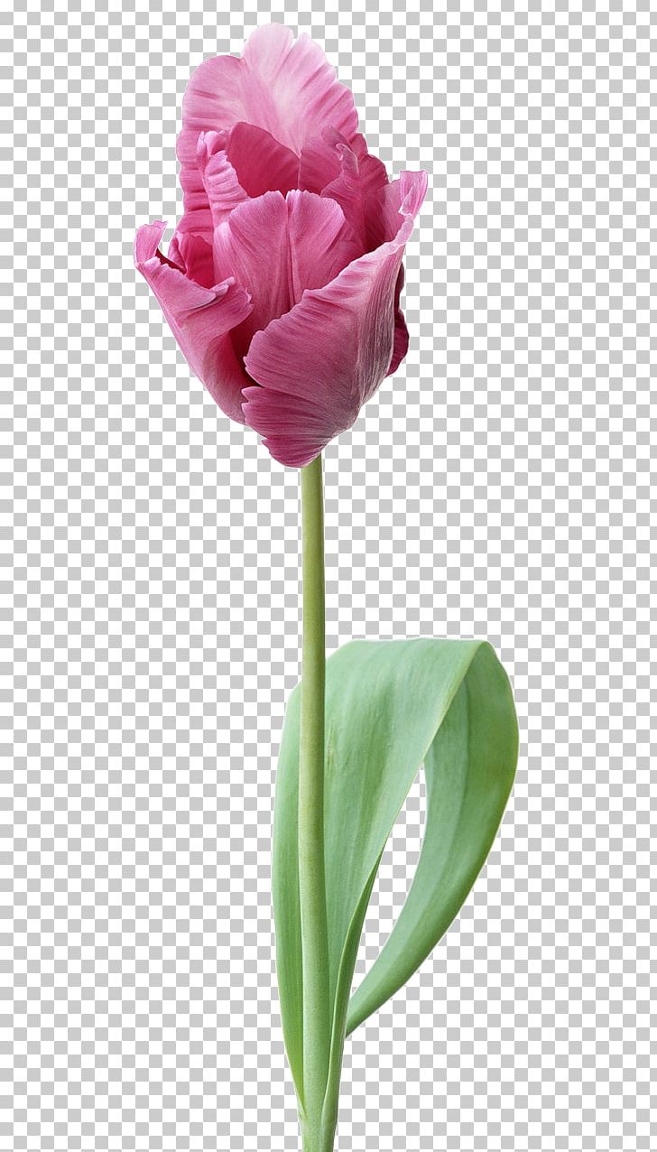 Indira Gandhi Memorial Tulip Garden Desktop Cut Flowers PNG, Clipart, Computer, Computer Icons, Cut Flowers, Desktop Wallpaper, Download Free PNG Download