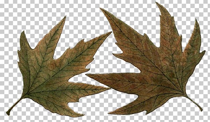 Maple Leaf Northern Hemisphere Southern Hemisphere PNG, Clipart, Autumn, Happiness, Leaf, Maple, Maple Leaf Free PNG Download