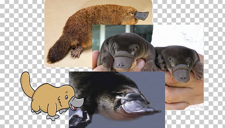 Platypus Beaver Infant Cuteness Otter PNG, Clipart, Animal, Beak, Beaver, Carnivoran, Cuteness Free PNG Download