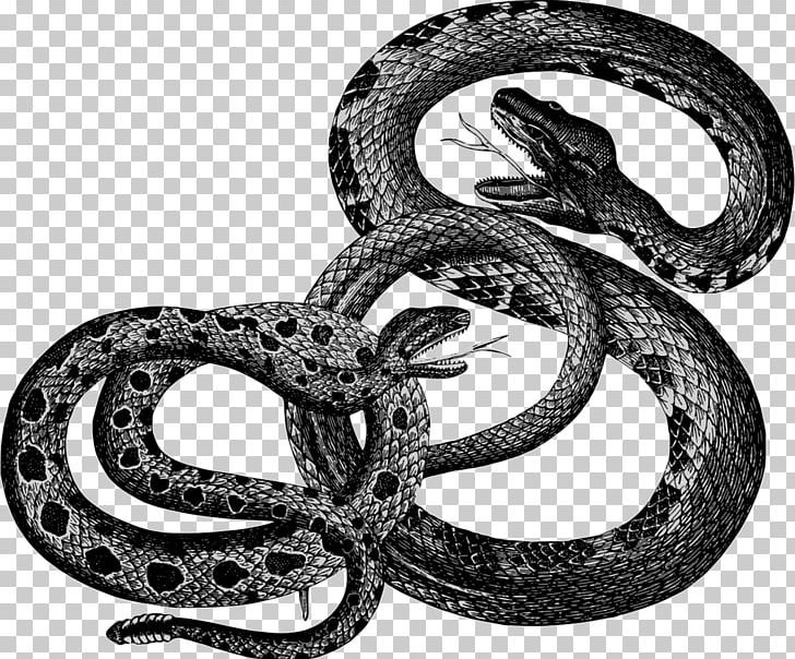 Snake Reptile PNG, Clipart, Animals, Black And White, Boa Constrictor, Boas, Clip Art Free PNG Download