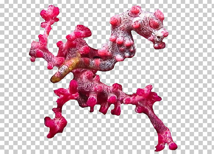 Pygmy Seahorse Mother PNG, Clipart, Animals, Animated Film, Brother, Magenta, Meal Free PNG Download