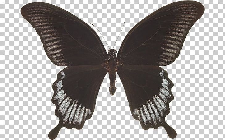 Swallowtail Butterfly Insect Papilio Lowi Papilio Memnon PNG, Clipart, Arthropod, Black And Gray, Butterflies And Moths, Butterfly, Insect Free PNG Download