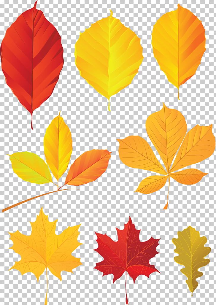 Autumn Leaf Color PNG, Clipart, Art, Autumn, Autumn Leaf Color, Autumn Leaves, Encapsulated Postscript Free PNG Download