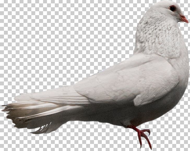 Columbidae Bird Stock Dove PNG, Clipart, Animal, Animals, Art, Beak, Bird Free PNG Download
