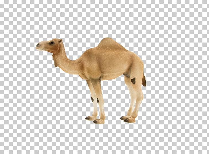 Dromedary Bactrian Camel Animal Figurine Hybrid Camel Horse PNG, Clipart, Animal Figure, Animal Figurine, Animals, Arabian, Arabian Camel Free PNG Download