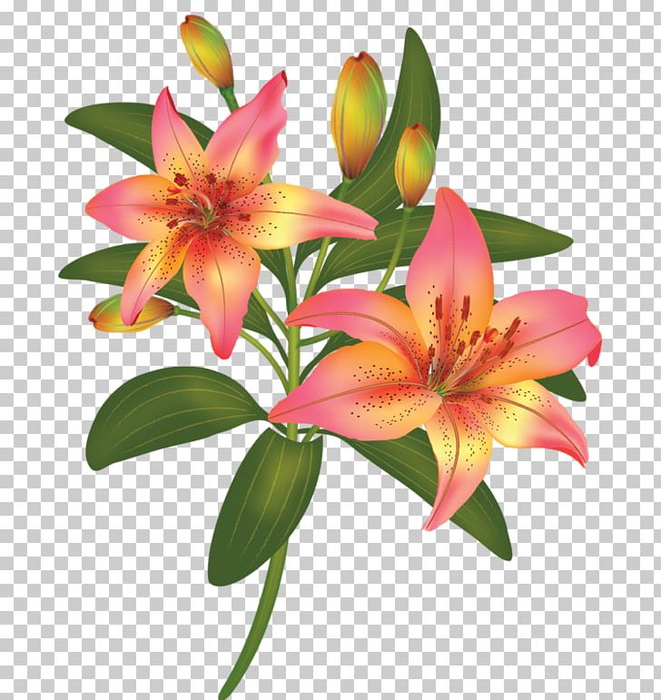 Flower Bouquet PNG, Clipart, Bacterial Blight Of Cotton, Bouquet, Cari, Cut Flowers, Daylily Free PNG Download