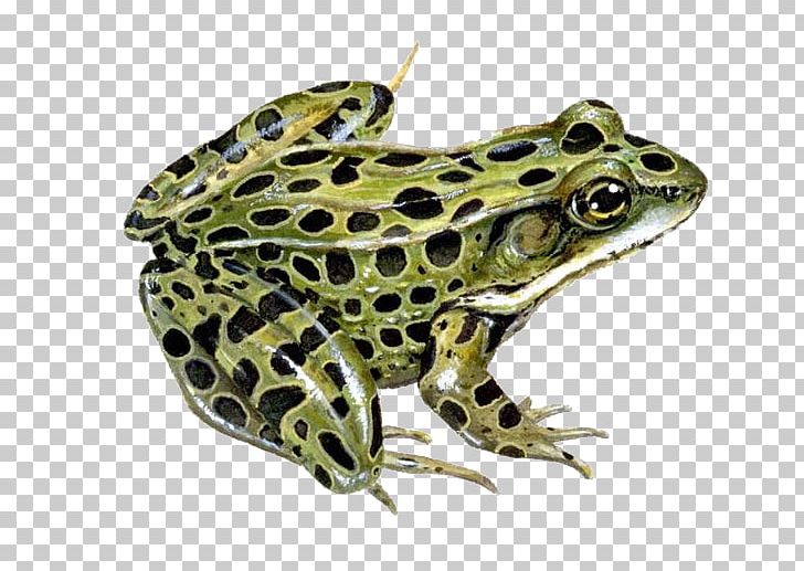 Northern Leopard Frog Southern Leopard Frog Pickerel Frog PNG, Clipart, Amphibian, Animals, Bullfrog, Chiricahua Leopard Frog, European Tree Frog Free PNG Download