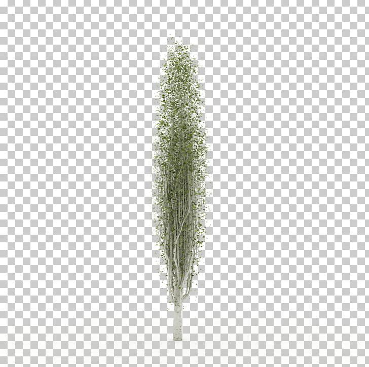 Tree Grasses Plant Family PNG, Clipart, Family, Grass, Grasses, Grass Family, Nature Free PNG Download
