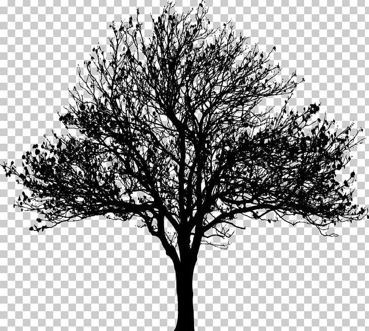 Tree Silhouette Drawing PNG, Clipart, Alder, Black And White, Branch, Clip Art, Drawing Free PNG Download