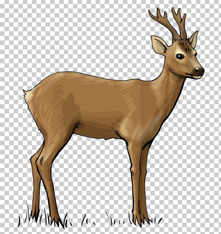 White-tailed Deer Deer Hunting PNG, Clipart, Animals, Antelope, Antler, Deer, Deer Hunting Free PNG Download