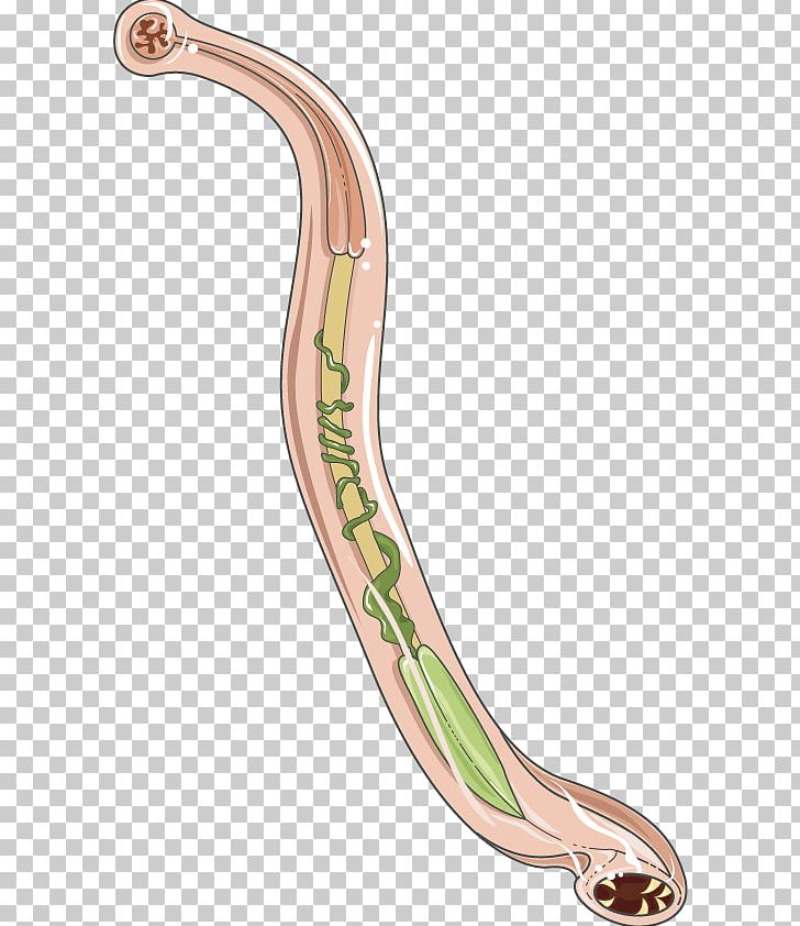 Hookworm Infection Ancylostoma Duodenale Necator Americanus Homo Sapiens PNG, Clipart, Adult, Ancylostoma Duodenale, Arm, Bacteriophage, Disease Free PNG Download