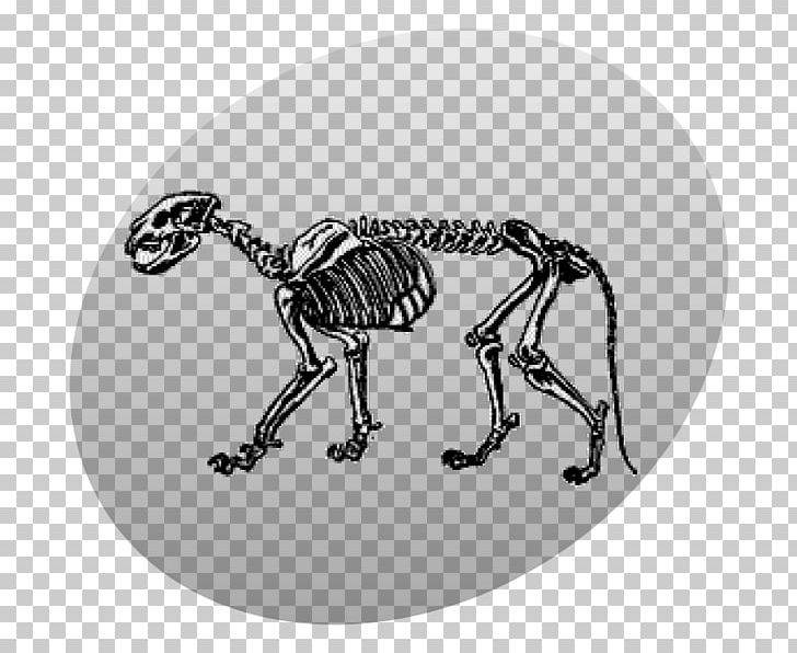 Human Skeleton Skull Bone Vertebrate PNG, Clipart, Animal, Black And White, Bone, Fantasy, Headphones Free PNG Download