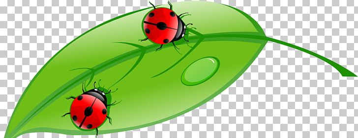 Ladybird Beetle PNG, Clipart, Animals, Beetle, Encapsulated Postscript, Insect, Insects Free PNG Download