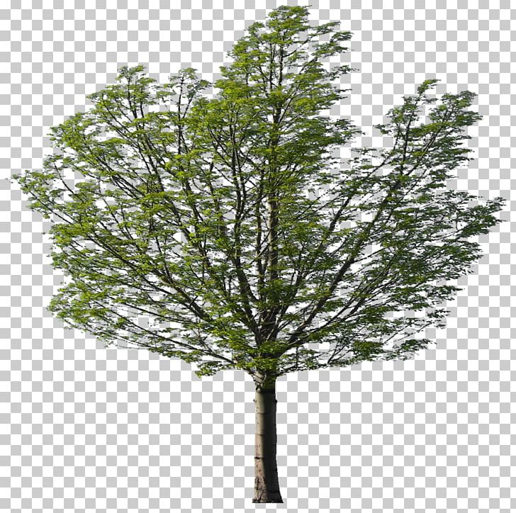 Larch Eucalyptus Nicholii Willow Evergreen PNG, Clipart, Baum, Branch, Burgundy, Conifer, Eucalyptus Nicholii Free PNG Download