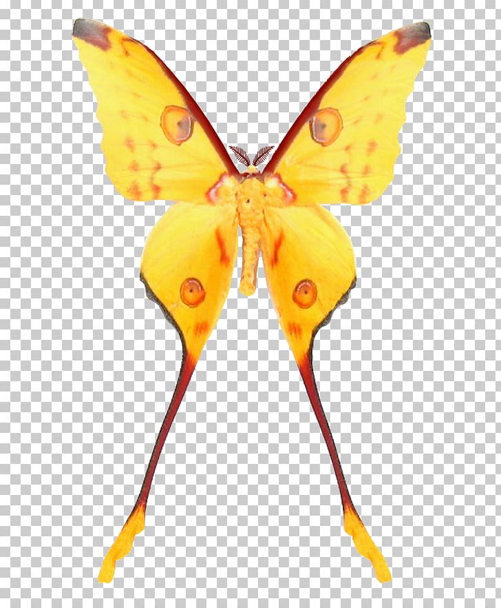 Monarch Butterfly Silkworm Moth Brush-footed Butterflies PNG, Clipart, 3d Computer Graphics, 3d Modeling, 3ds, Arthropod, Autodesk 3ds Max Free PNG Download