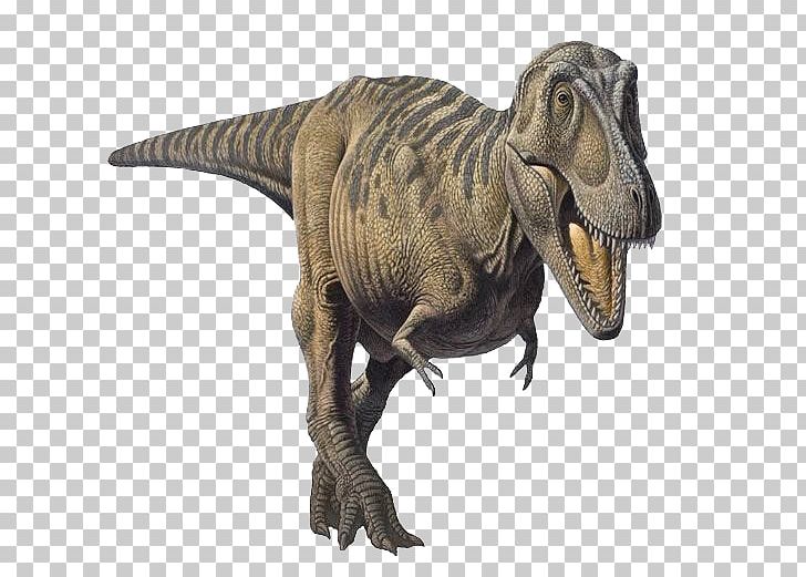 Tarbosaurus Tyrannosaurus Dinosaur Patagosaurus Late Cretaceous PNG, Clipart, Bipedalism, Cretaceous, Dinosaur, Evolution Of Dinosaurs, Extinction Free PNG Download