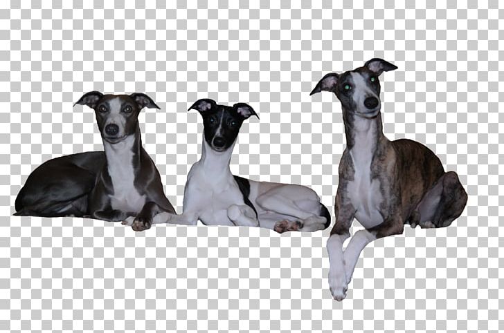 Whippet Italian Greyhound Spanish Greyhound Sloughi PNG, Clipart, Animal Sports, Aretus, Bahira, Breed, Carnivoran Free PNG Download