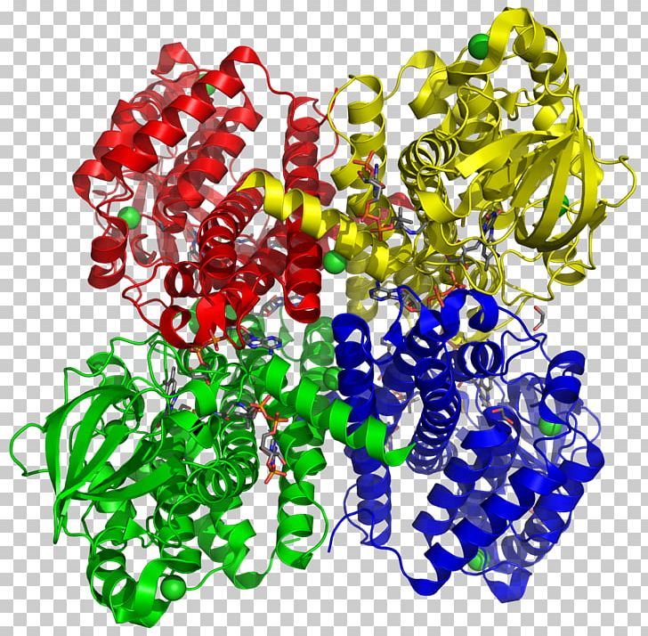Acyl CoA Dehydrogenase Acyl-CoA Coenzyme A PNG, Clipart, Acyl Coa Dehydrogenase, Beta Oxidation, Body Jewelry, Branchedchain Amino Acid, Coenzyme Free PNG Download