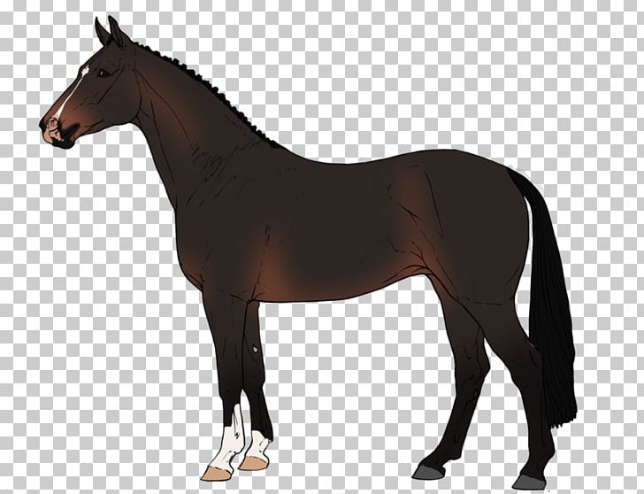 Equestrian Mustang Stallion Warmblood Akhal-Teke PNG, Clipart, Akhalteke, American Girl, Breed, Bridle, Canter And Gallop Free PNG Download