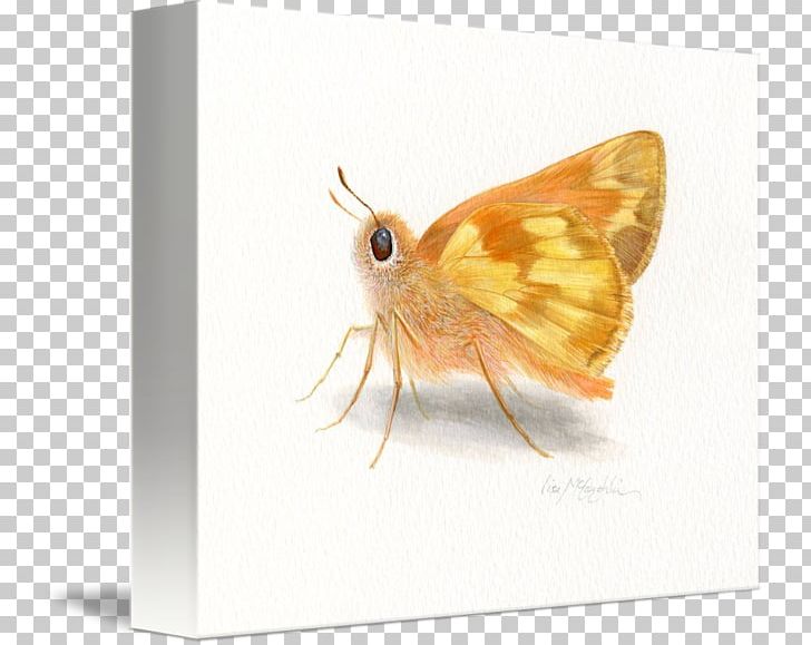 Moth Pest .cf Fish PNG, Clipart, Arthropod, Butterfly, Fish, Insect, Invertebrate Free PNG Download