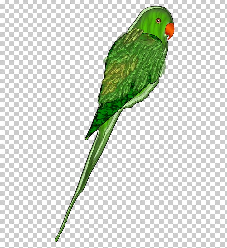 Parrot Bird Budgerigar PNG, Clipart, Animals, Beak, Bird, Budgerigar, Common Pet Parakeet Free PNG Download