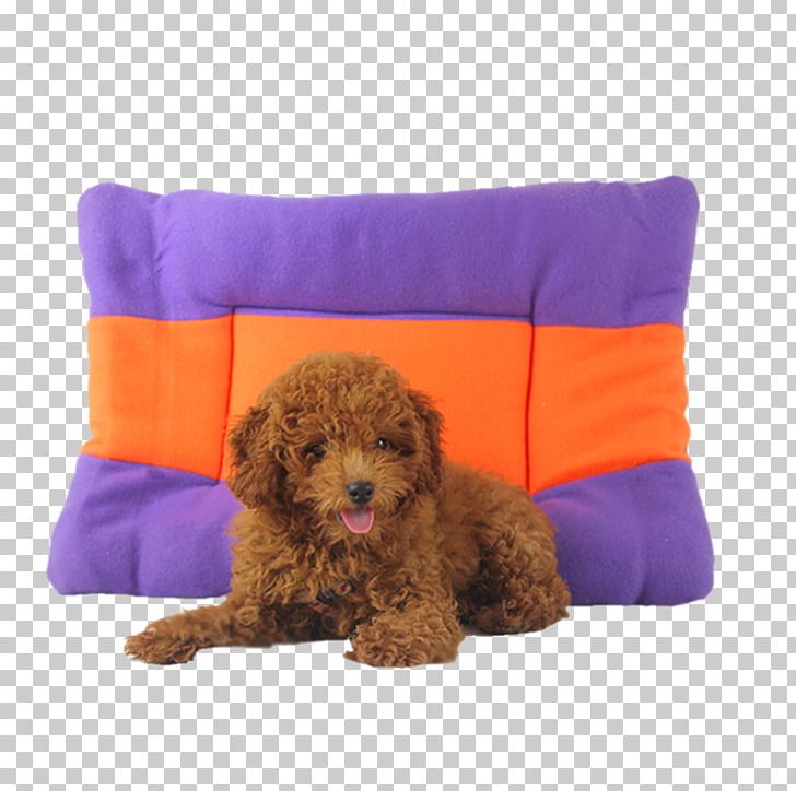 Toy Poodle Miniature Poodle Schnoodle Cavapoo Cockapoo PNG, Clipart, Animal, Animals, Carnivoran, Cartoon Dog, Companion Dog Free PNG Download