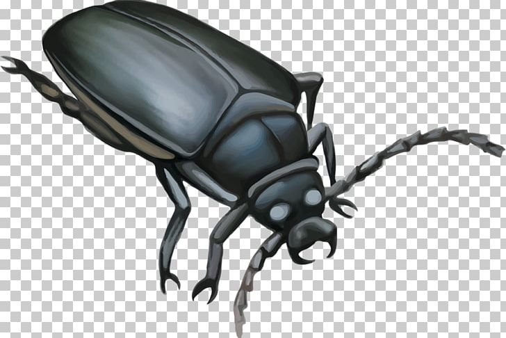 Darkling Beetle Mosquito Dung Beetle Illustration PNG, Clipart, Animals, Art, Arthropod, Balloon Cartoon, Beetle Free PNG Download