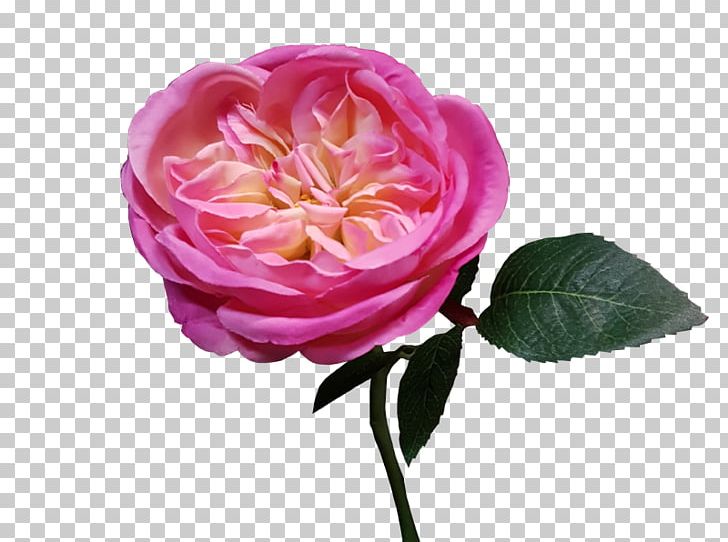 Garden Roses Cabbage Rose French Rose Floribunda Cut Flowers PNG, Clipart, Artificial Flower, Camellia, China Rose, Cut Flowers, Floribunda Free PNG Download