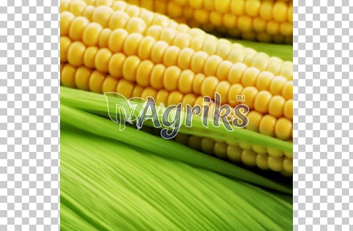 Maize Export India Sweet Corn Manufacturing PNG, Clipart, Animal Feed, Cereal, Commodity, Company, Corn Gluten Meal Free PNG Download
