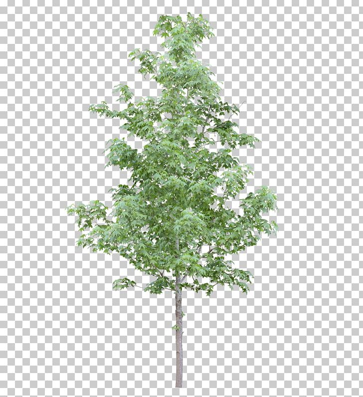 Adobe Photoshop Elements Tree Portable Network Graphics Psd PNG, Clipart, Adobe Photoshop Elements, Adobe Premiere Pro, Adobe Systems, American Sycamore, Branch Free PNG Download
