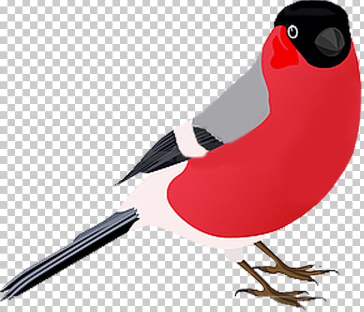 Bird Photography Drawing PNG, Clipart, Animals, Beak, Bird, Bird Photography, Bullfinch Free PNG Download