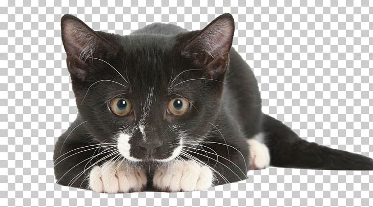Cat Sense: The Feline Enigma Revealed Dog Sense: How The New Science Of Dog Behavior Can Make You A Better Friend To Your Pet Felidae PNG, Clipart, Animals, Anthrozoology, Behavior, Black Cat, Bombay Free PNG Download