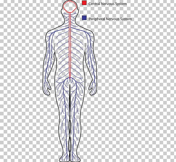 Central Nervous System Peripheral Nervous System Drawing Human Body PNG, Clipart, Abdomen, Anatomy, Angle, Arm, Back Free PNG Download