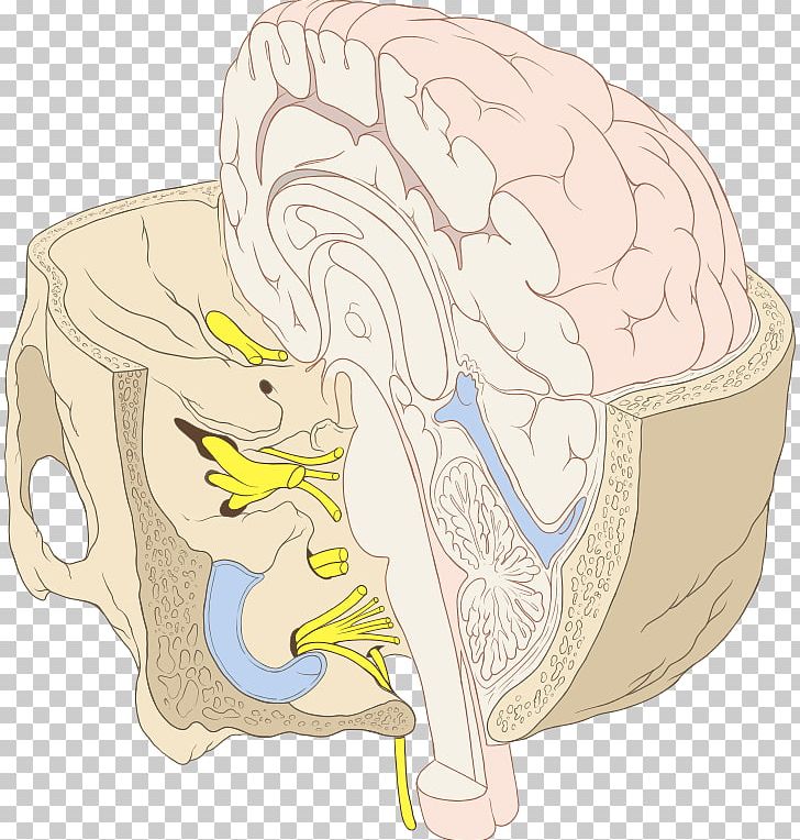 Cranial Nerves Brainstem Base Of Skull PNG, Clipart, Anatomy, Art, Base Of Skull, Brain, Brainstem Free PNG Download