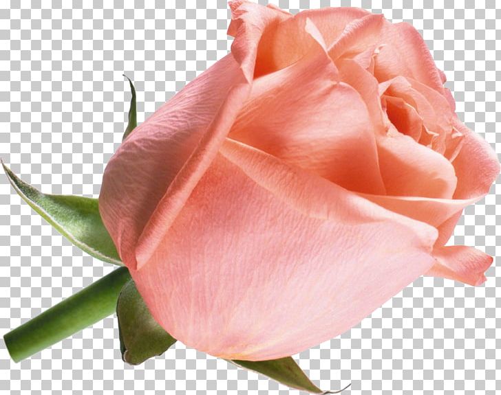 Cut Flowers Beach Rose Raster Graphics PNG, Clipart, Beach Rose, Bud, Closeup, Color, Creative Work Free PNG Download
